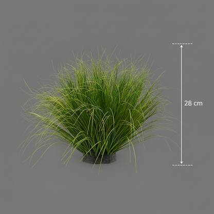Iarbă ornamentală, Tip Ceapă cu frunze Curbate, 28 cm, Fără Ghiveci, Verde