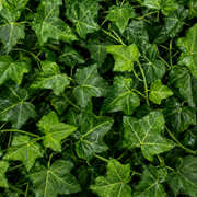 Ghirlandă Artificială din Iederă, 12 Ramuri x 30 Frunze, Verde