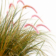 Okrasná rostlina z umělé trávy Foxtail, 120 cm, zakřivená tráva a koření, zelená a růžová, bez květináče