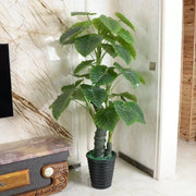 Umělá rostlina alocasia odora, bez hrnců, 150 cm zelená